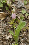 Pink lady's slipper <BR>Moccasin flower